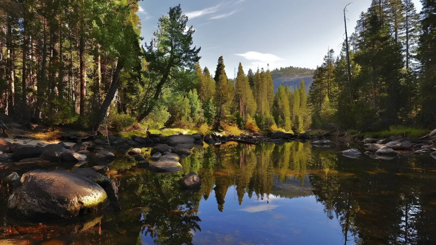 Get lost in Forest Desktop Wallpaper