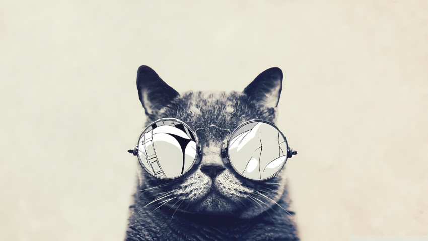 Stylish Cat Image for Devices