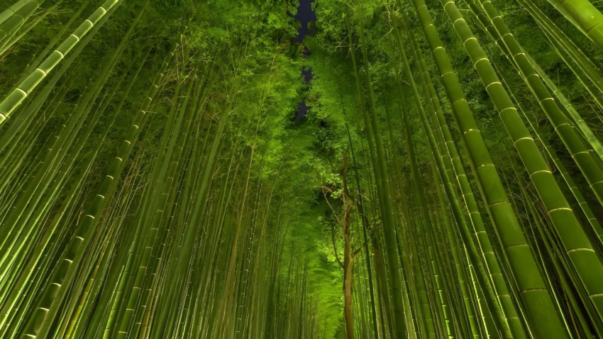 Bamboo Forest Ultra HD Desktop Background