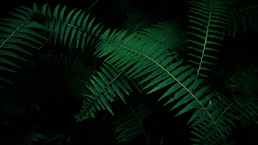 Jungle Dark Tree Image 4K Your Desktop