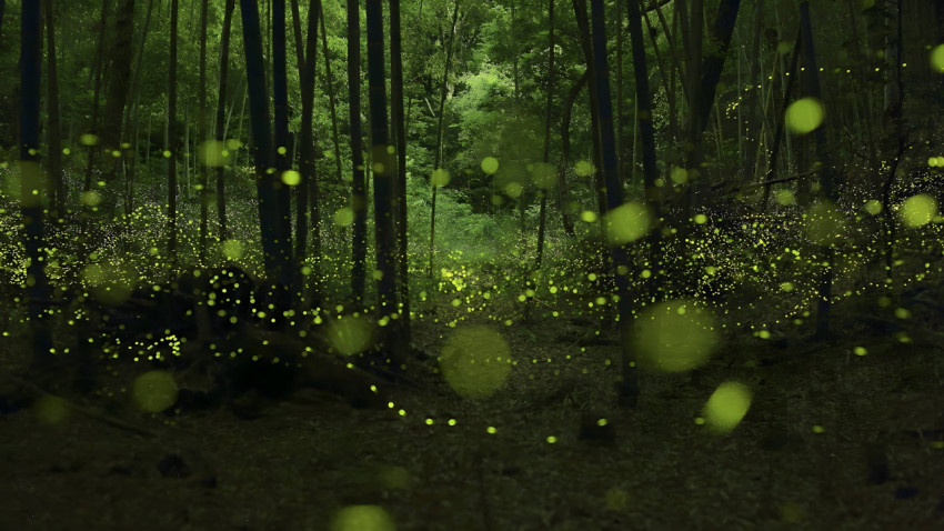 Jungle Firefly Happiness Moment For Your Desktop