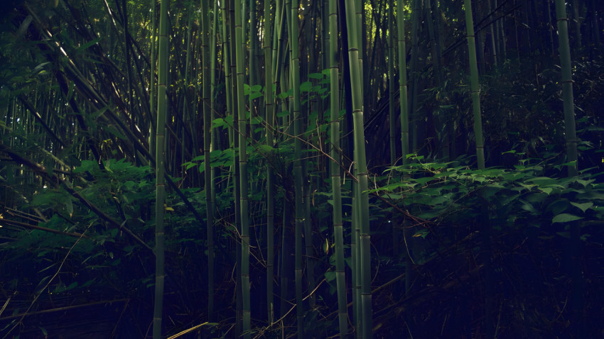 Mysterious Bamboo Forest Wallpaper 4K