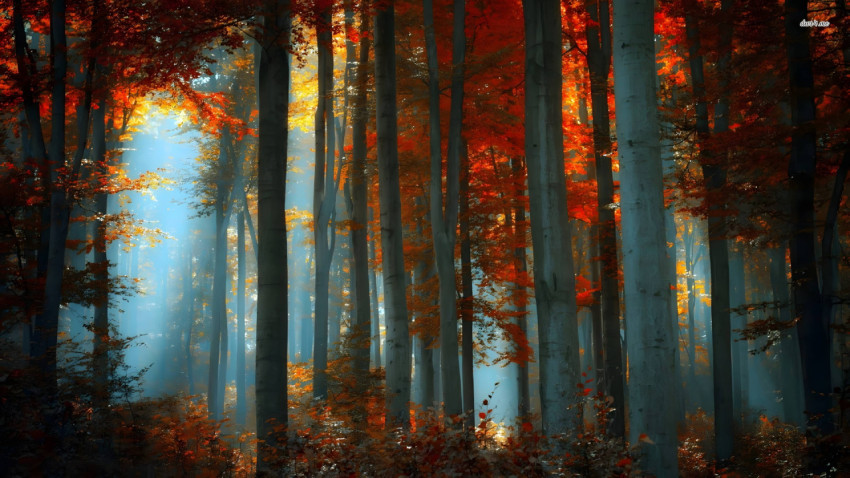 Warm Fall Tones for Desktop Screen