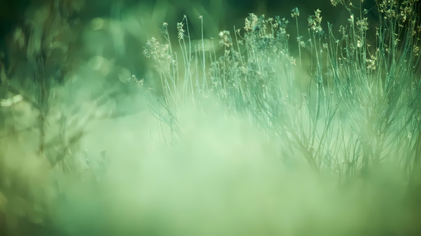 Forest Sage Green Desktop Background