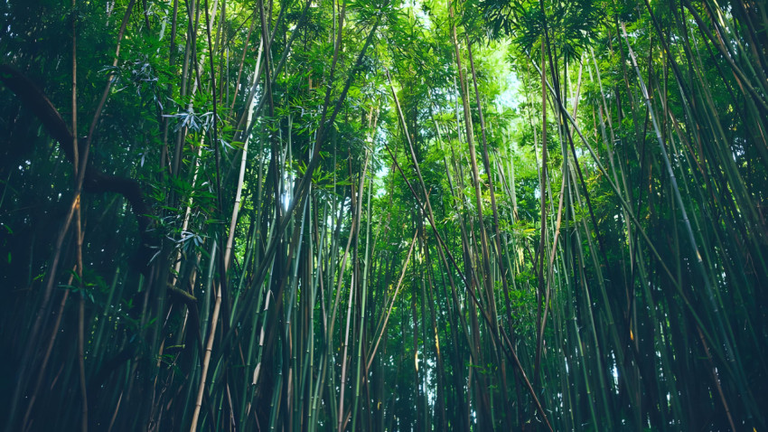 Zen Bamboo Forest Desktop Background