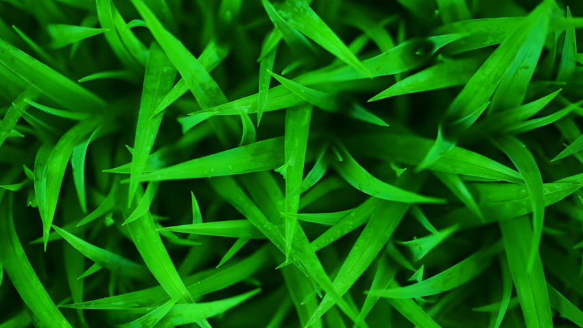 Soft Morning Dew on Grass Desktop Image