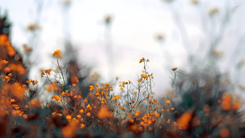 Golden Hour Autumn Desktop Background