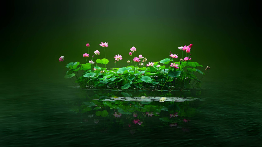 Stunning Flower Background for Monitors