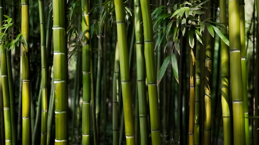 Bamboo Trees in Mist Desktop Image 4K