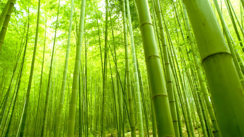 Bamboo Forest Desktop Background 4K