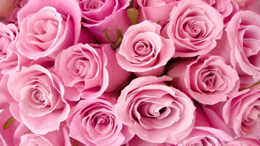 Pretty Pink Rose Desktop Photo for Your Computer HD