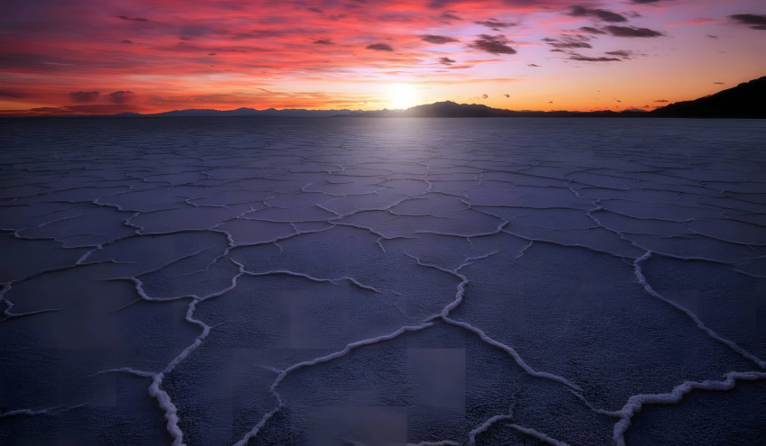 Desert Life and Wildlife for Your Desktop