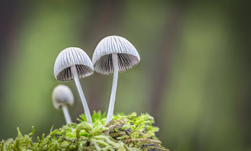 Cute Mushroom PC Background for Your Desktop Screen