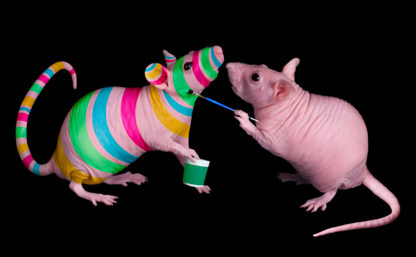 Goofy Ahh Desktop Background for Every PC