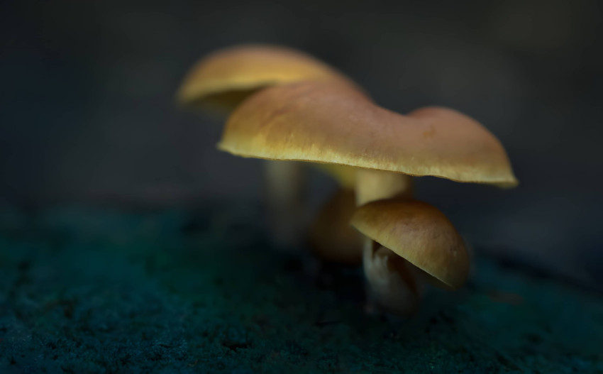 Adorable Mushroom Desktop Background for Your Computer