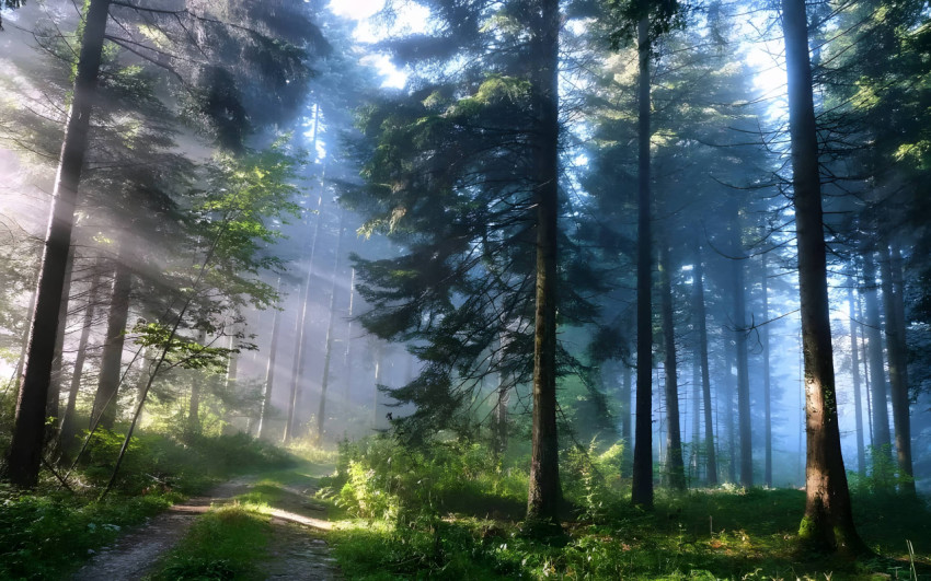 Explore The Enchanting World Of The Magical Forest Wallpaper