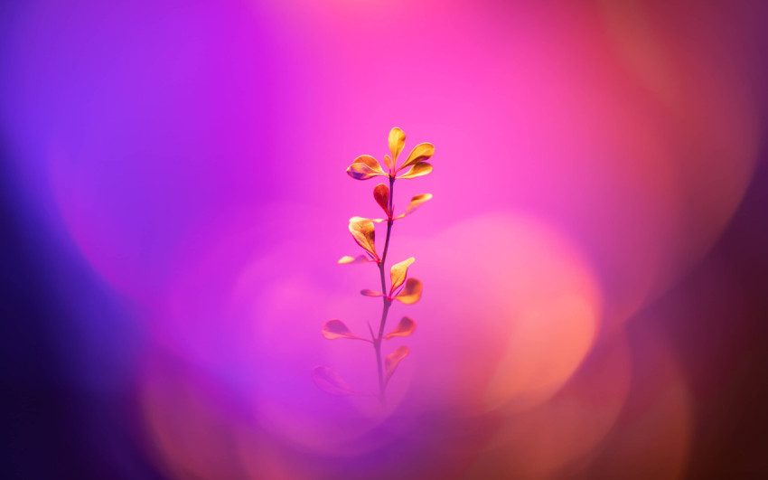 High Quality Flower Wallpaper for Desktop