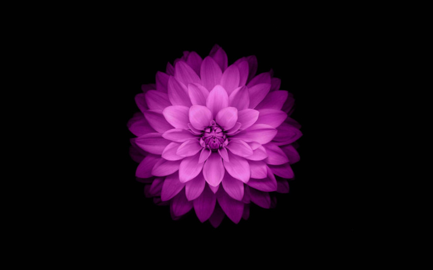 Gorgeous Flower Wallpaper for Desktop Screen