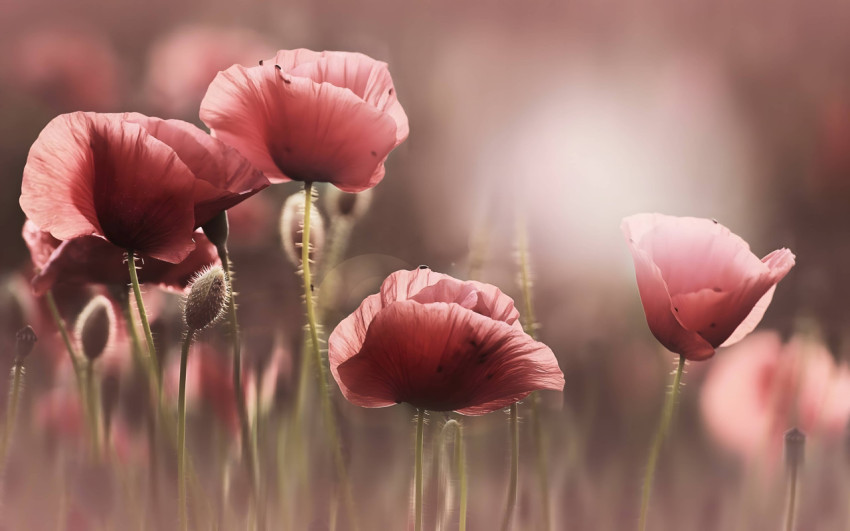 Stunning Floral Wallpaper for Your Desktop