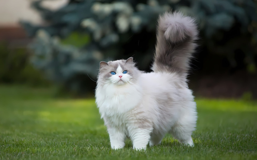 Charming Cat Image for Desktop