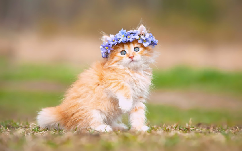 Graceful Kitten Photo in 4K Quality