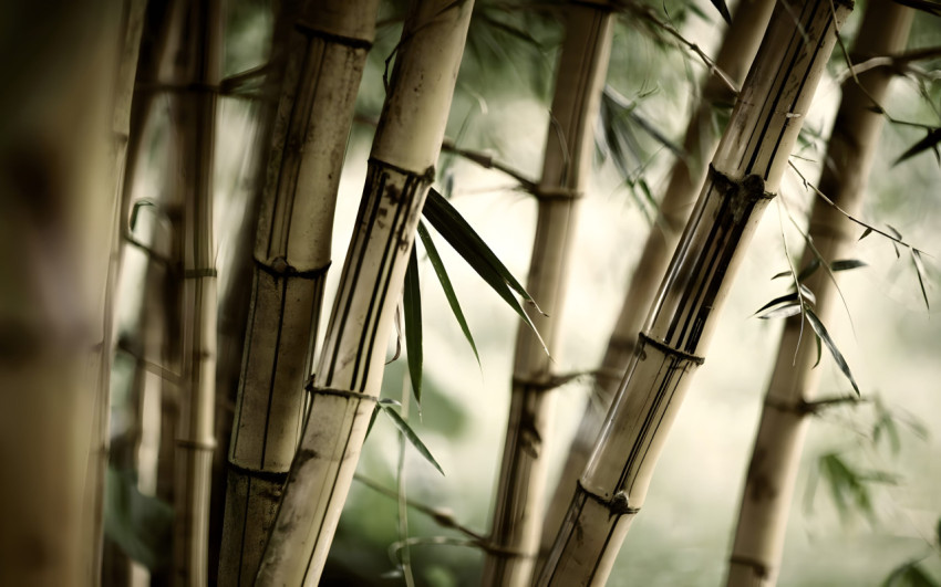 4K Serene Bamboo Desktop Background