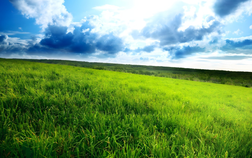 Serene Grassland Scene Desktop Wallpaper