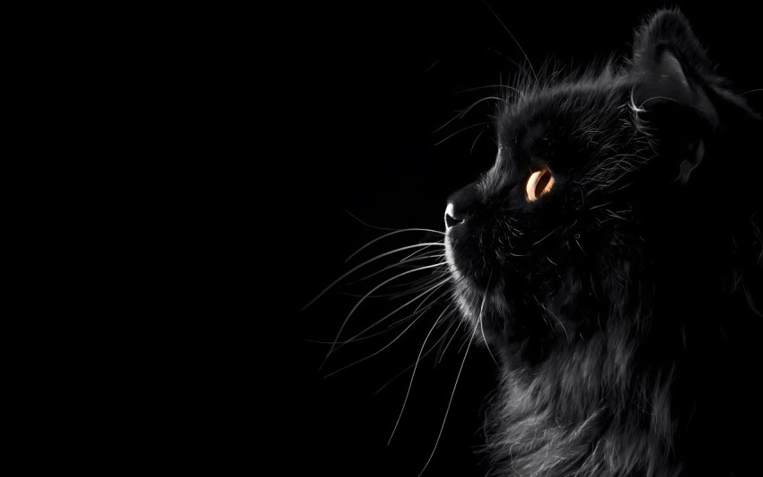 Exotic Cat Photo for Unique Background