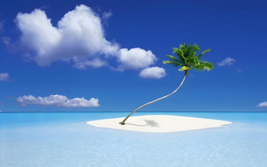 Island Vibes Palm Tree Desktop Background