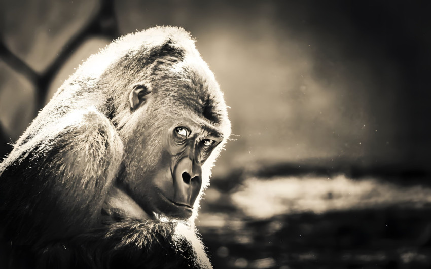 Mighty Gorilla Desktop Pic