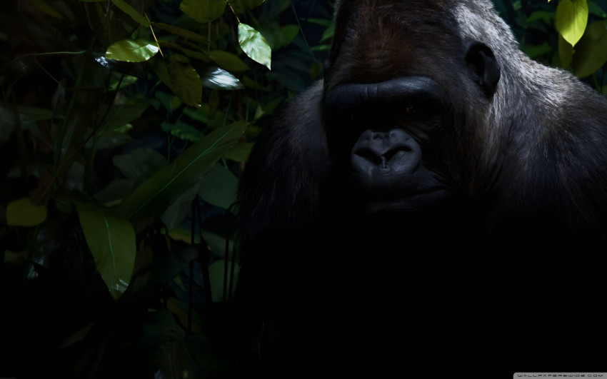 Gorilla Desktop Wallpaper Free