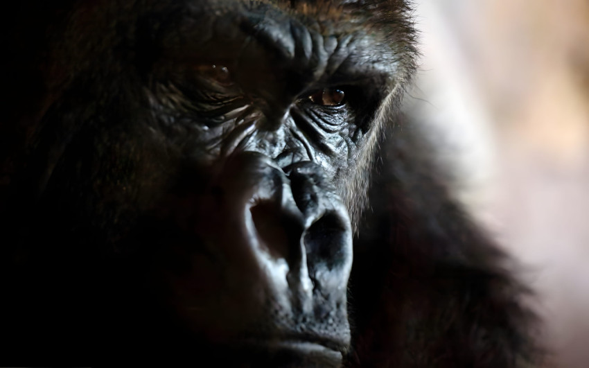 Epic Gorilla Image for Desktop
