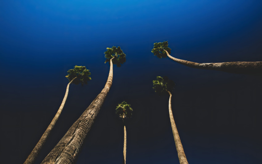 Palm Tree Desktop Background