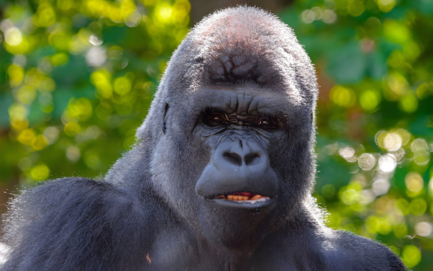 Gorilla Desktop Image 4K