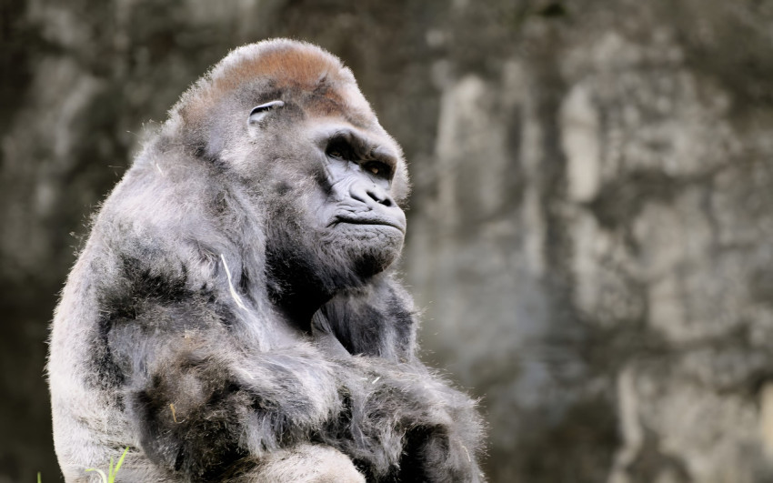 Bold Gorilla Desktop Photo 4K
