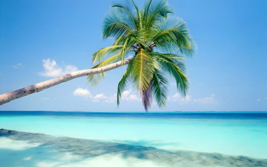 Beachfront Horizon Palm Tree Desktop