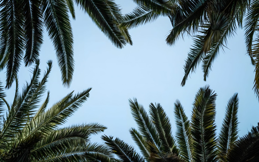 Warm Glow Palm Tree Desktop Background