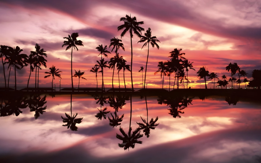 Exotic Nature Palm Tree Desktop 4K Photo