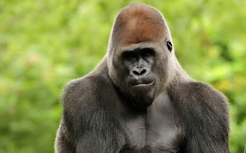 Wild Gorilla Wallpaper Free