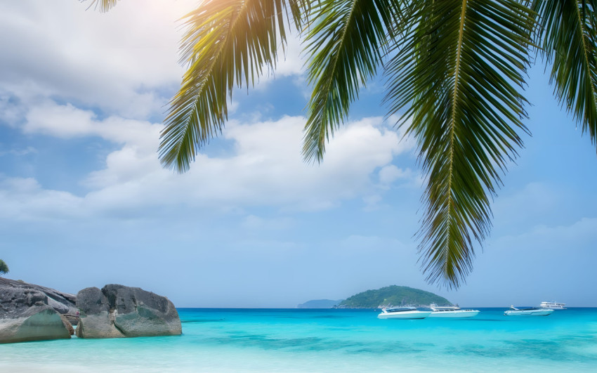 Beach Palm Tree Desktop Wallpaper 4K