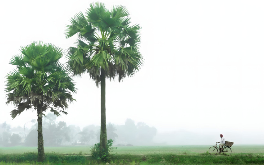 Exotic Nature Palm Tree Desktop Photo