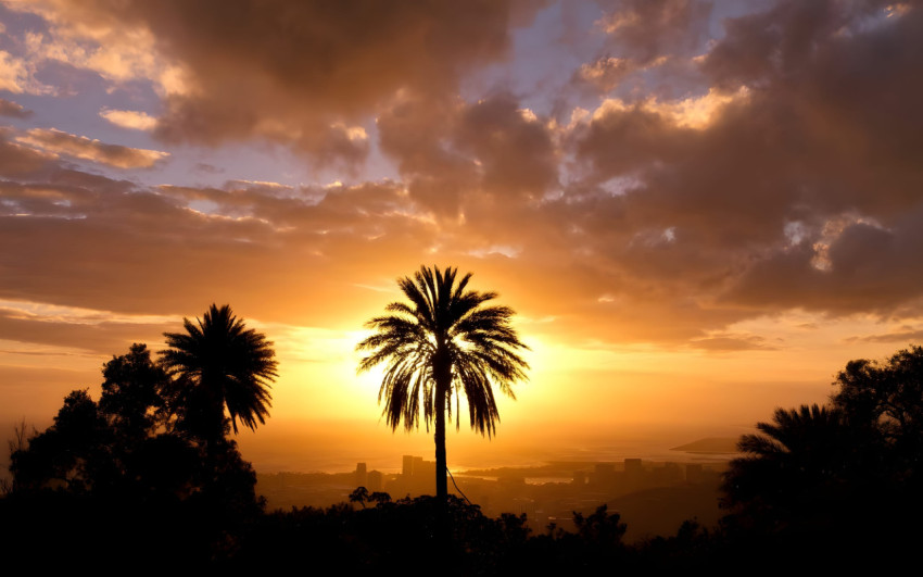 Relaxing Sunset Palm Tree Desktop Photo