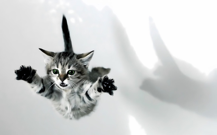 Fluffy Kitten Jumping Wallpaper in 4K