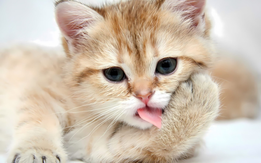 Funny Kitten Photo for Desktop Background