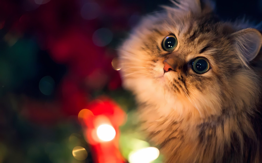Beautiful Cat Images in 4K For Desktop Wallpaper