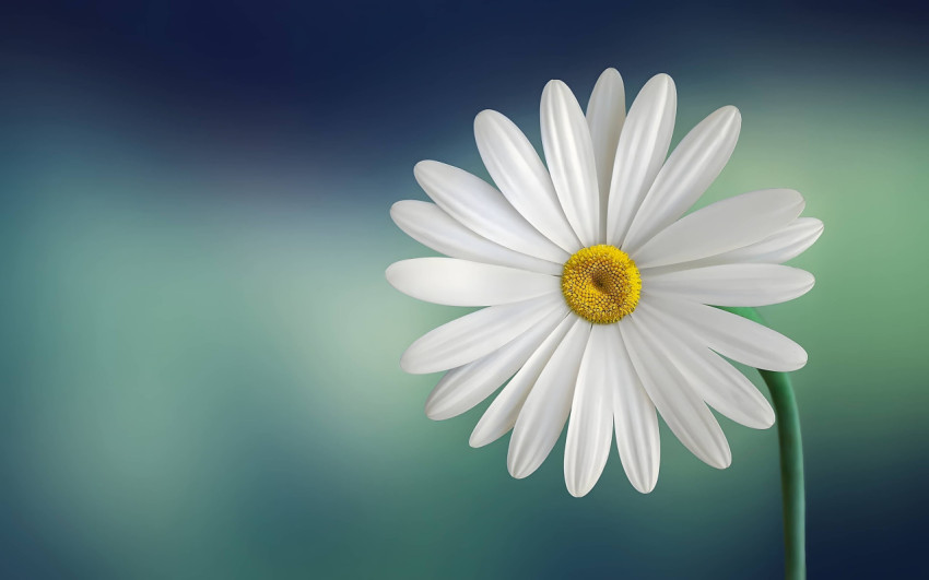 Beautiful Flower Desktop Wallpaper in 4K