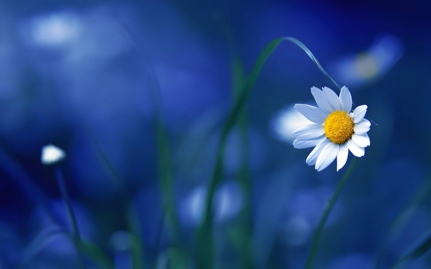 Beautiful Spring Flower Desktop Wallpaper