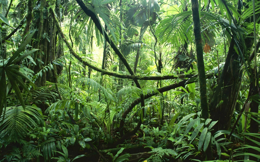 Stunning Jungle Images in Full 4K Resolution