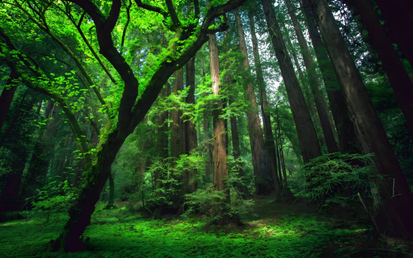 Jungle Green Tree Beautiful 4K Wallpaper