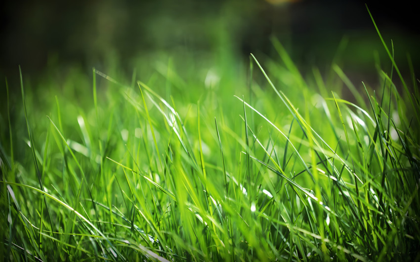 Minimalist Grass Texture Wallpaper for Computers